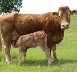 Afbeelding leverancier